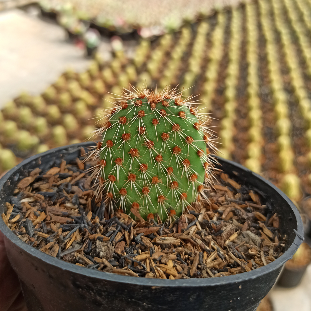 kaktus.id
