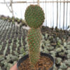 Opuntia Microdays, real gallery image #4 plants. Picture taken directly from kaktus.id community Opuntia farmer green houses.
