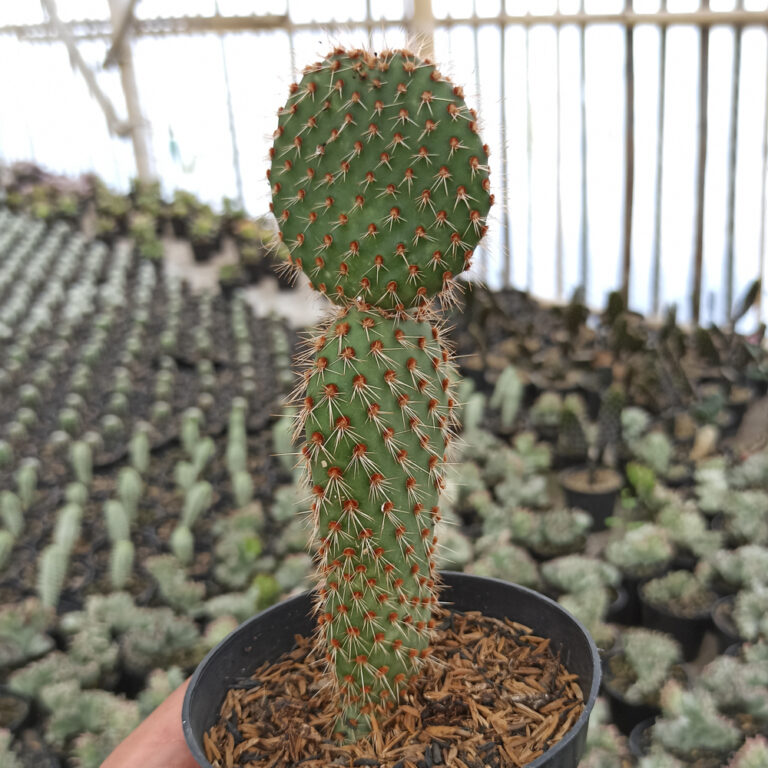 300. Opuntia Microdays ( Appendix II – Special Permit Needed* )