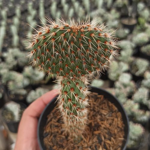 Opuntia Microdays, real gallery image #3 plants. Picture taken directly from kaktus.id community Opuntia farmer green houses.