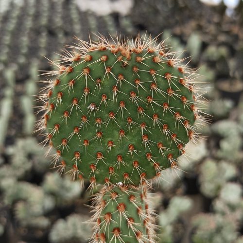 Opuntia Microdays, real gallery image #5 plants. Picture taken directly from kaktus.id community Opuntia farmer green houses.