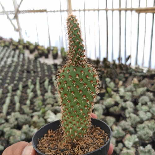 Opuntia Microdays, real gallery image #1 plants. Picture taken directly from kaktus.id community Opuntia farmer green houses.