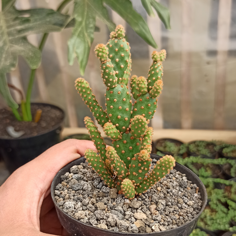 kaktus.id