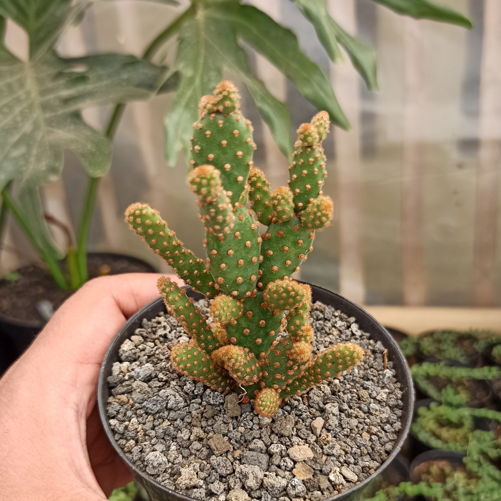 kaktus.id