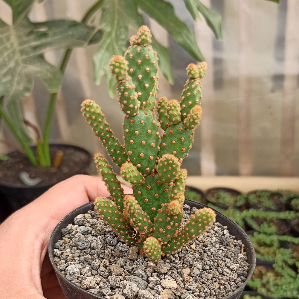 kaktus.id