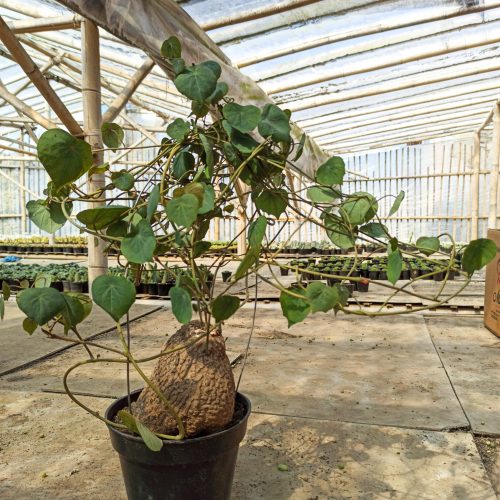 Stephania Venosa, real gallery image #7 plants. Picture taken directly from kaktus.id community Stephania farmer green houses.