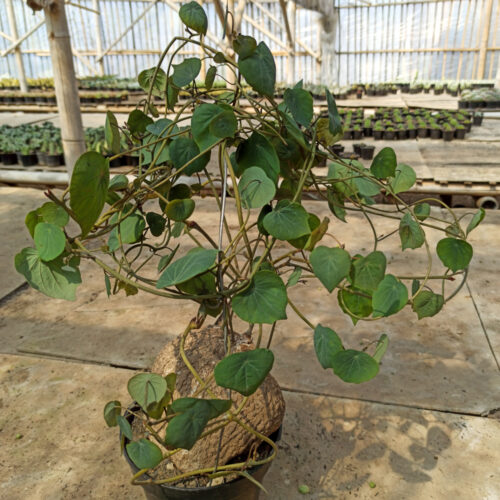 Stephania Venosa, real gallery image #1 plants. Picture taken directly from kaktus.id community Stephania farmer green houses.