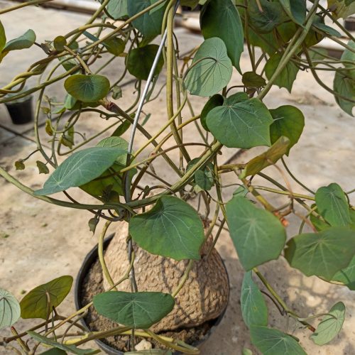 Stephania Venosa, real gallery image #8 plants. Picture taken directly from kaktus.id community Stephania farmer green houses.