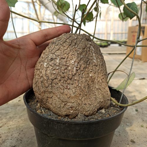 Stephania Venosa, real gallery image #4 plants. Picture taken directly from kaktus.id community Stephania farmer green houses.