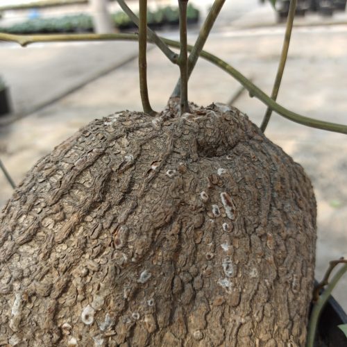 Stephania Venosa, real gallery image #10 plants. Picture taken directly from kaktus.id community Stephania farmer green houses.