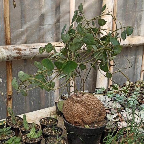 Stephania Venosa, real gallery image #11 plants. Picture taken directly from kaktus.id community Stephania farmer green houses.