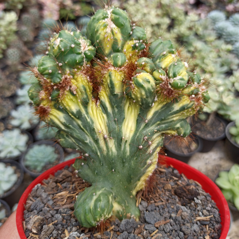 305. Cereus Peruvianus Monstruosus Variegated Cristata (1 of 5) - kaktus.id