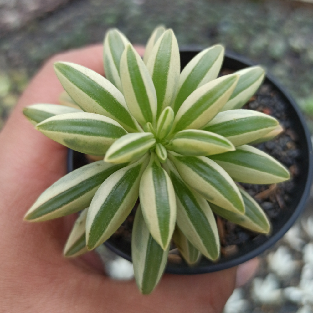kaktus.id