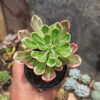 Monadenium Stapelioides White Variegated, real gallery image #1 plants. Picture taken directly from kaktus.id community Monadenium farmer green houses.