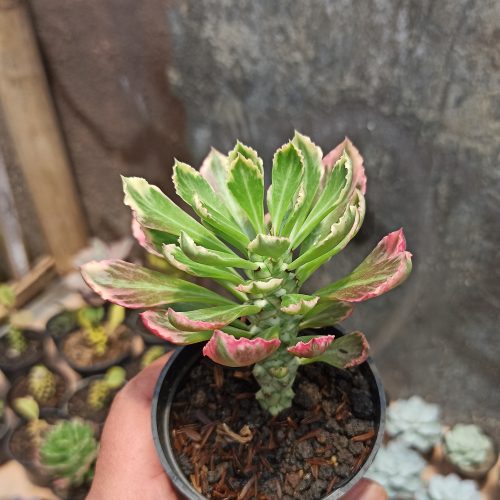 Monadenium Stapelioides White Variegated, real gallery image #3 plants. Picture taken directly from kaktus.id community Monadenium farmer green houses.