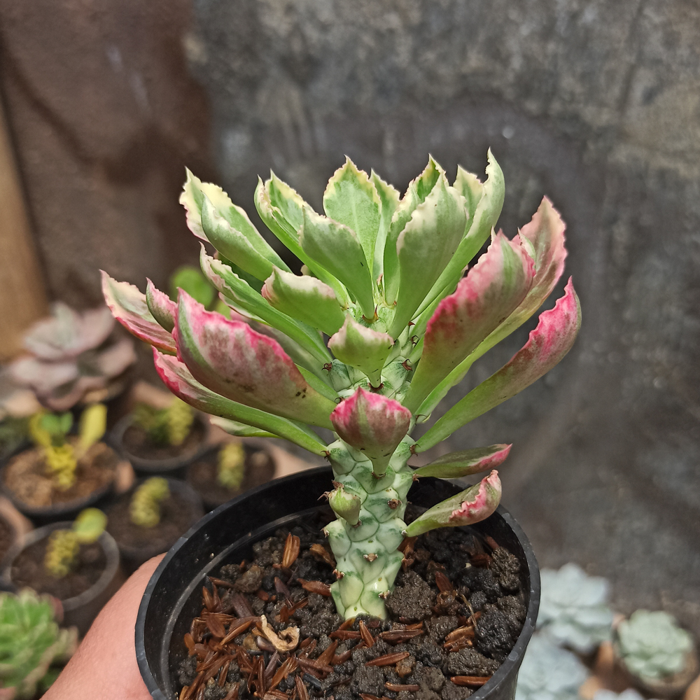 kaktus.id