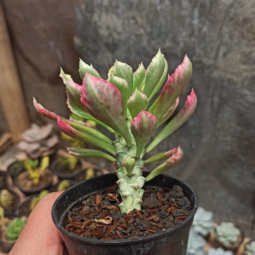 Monadenium Stapelioides White Variegated, real gallery image #5 plants. Picture taken directly from kaktus.id community Monadenium farmer green houses.