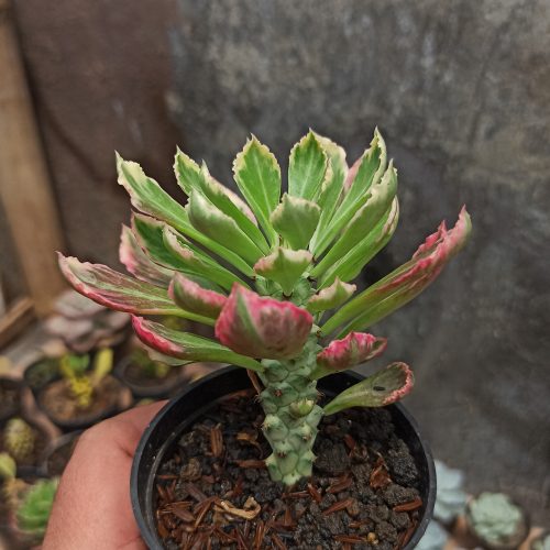 Monadenium Stapelioides White Variegated, real gallery image #2 plants. Picture taken directly from kaktus.id community Monadenium farmer green houses.