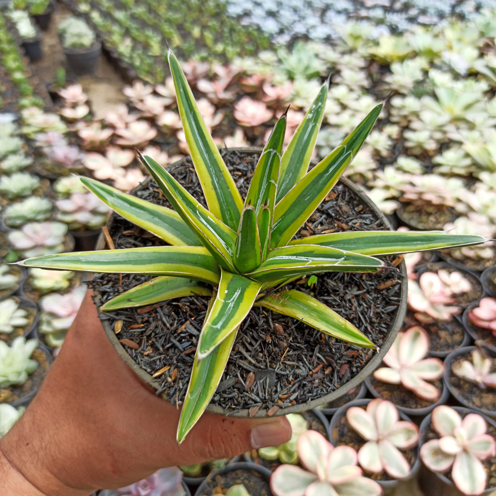 kaktus.id