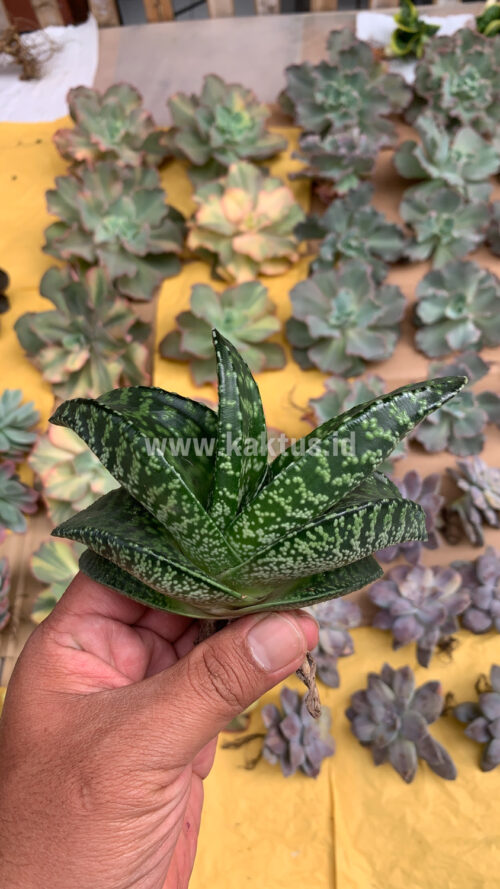 Gasteria Pillansii Var. Ernesti-Ruschii, real gallery image #3 plants. Picture taken directly from kaktus.id community Gasteria farmer green houses.