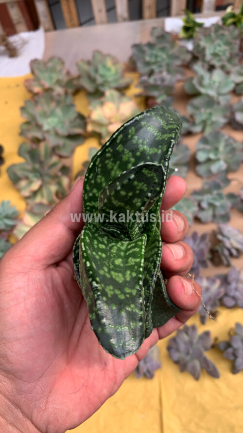 Gasteria Pillansii Var. Ernesti-Ruschii, real gallery image #8 plants. Picture taken directly from kaktus.id community Gasteria farmer green houses.