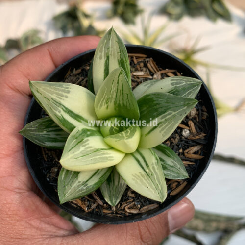Haworthia Retusa Variegated, real gallery image #8 plants. Picture taken directly from kaktus.id community Haworthia farmer green houses.