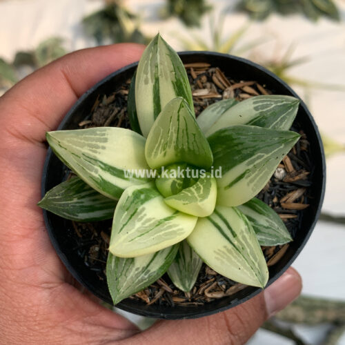 Haworthia Retusa Variegated, real gallery image #3 plants. Picture taken directly from kaktus.id community Haworthia farmer green houses.