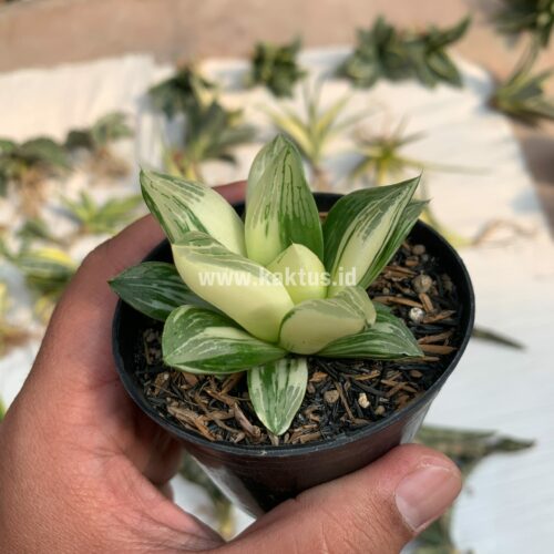 Haworthia Retusa Variegated, real gallery image #4 plants. Picture taken directly from kaktus.id community Haworthia farmer green houses.