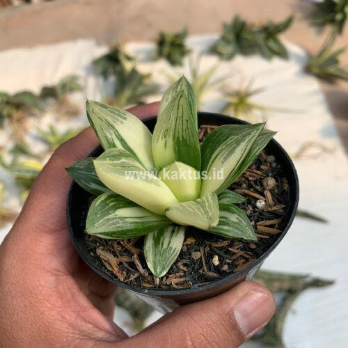 Haworthia Retusa Variegated, real gallery image #5 plants. Picture taken directly from kaktus.id community Haworthia farmer green houses.