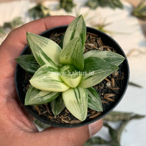 Haworthia Retusa Variegated, real gallery image #1 plants. Picture taken directly from kaktus.id community Haworthia farmer green houses.
