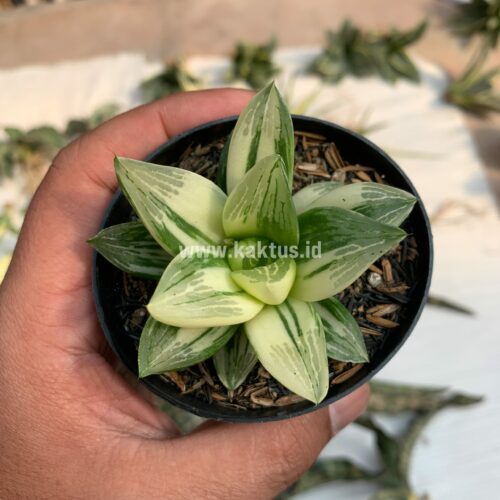 Haworthia Retusa Variegated, real gallery image #2 plants. Picture taken directly from kaktus.id community Haworthia farmer green houses.