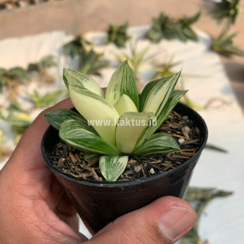 Haworthia Retusa Variegated, real gallery image #7 plants. Picture taken directly from kaktus.id community Haworthia farmer green houses.