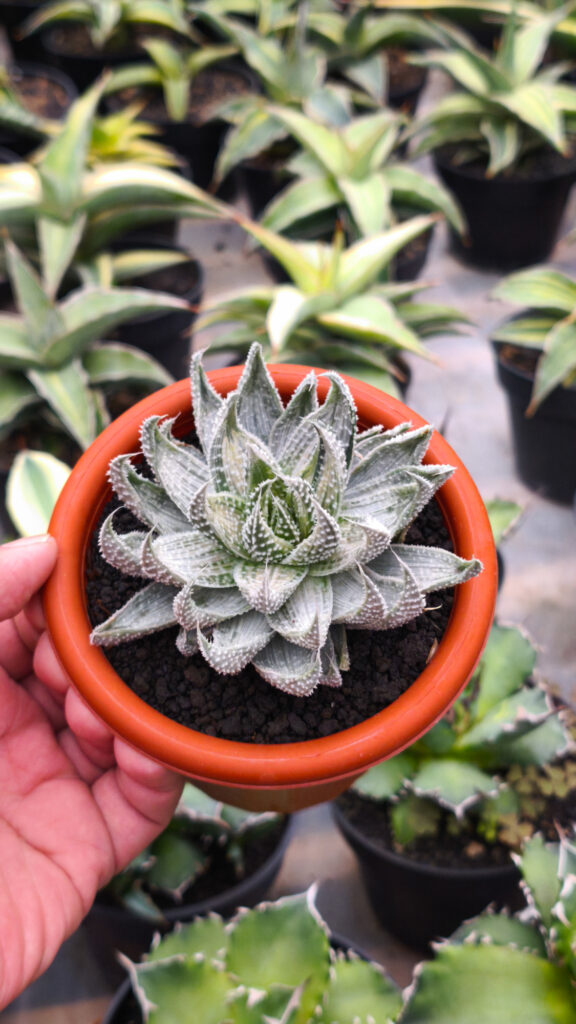 kaktus.id