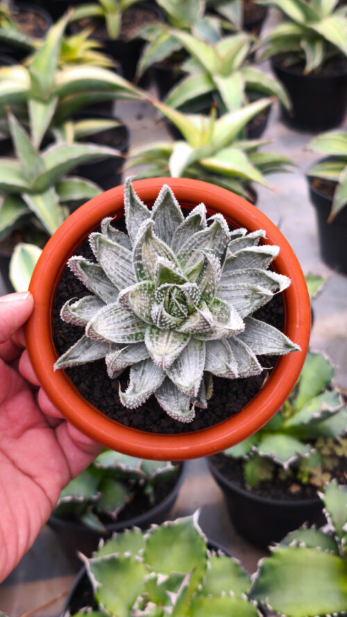 Aristaloe Aristata 'Lace Aloe' White Variegated, real gallery image #5 plants. Picture taken directly from kaktus.id community Aristaloe farmer green houses.