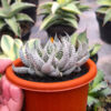 Aristaloe Aristata 'Lace Aloe' White Variegated, real feature image plant. Picture taken directly from kaktus.id community Aristaloe farmer green houses.