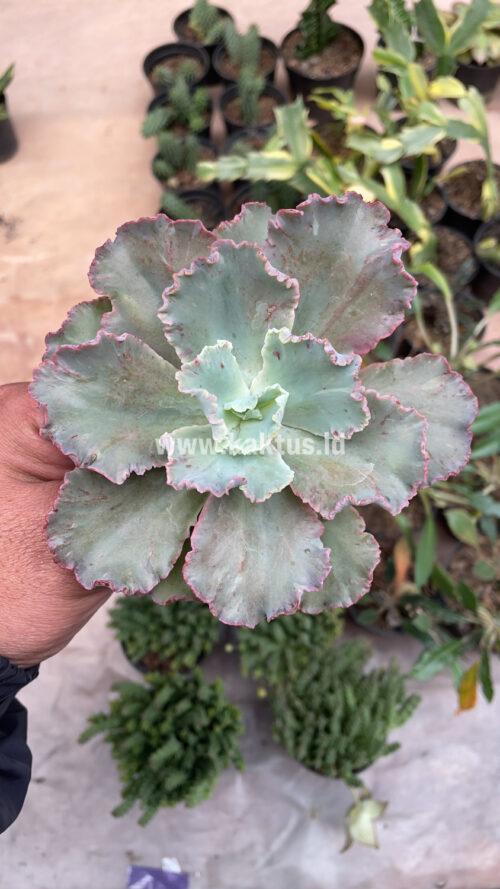 Echeveria Chantilly, real gallery image #12 plants. Picture taken directly from kaktus.id community Echeveria farmer green houses.