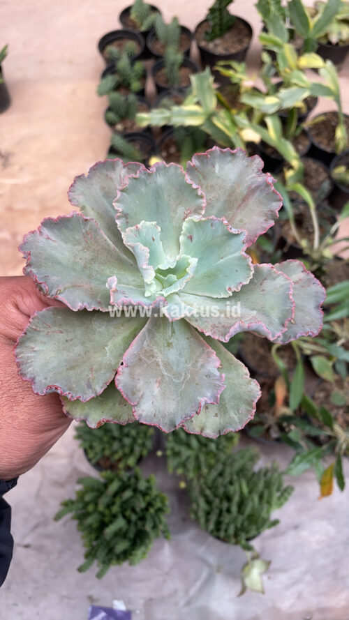 Echeveria Chantilly, real gallery image #3 plants. Picture taken directly from kaktus.id community Echeveria farmer green houses.