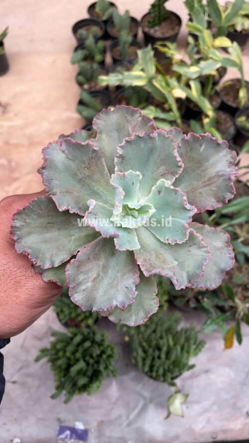 Echeveria Chantilly, real gallery image #10 plants. Picture taken directly from kaktus.id community Echeveria farmer green houses.
