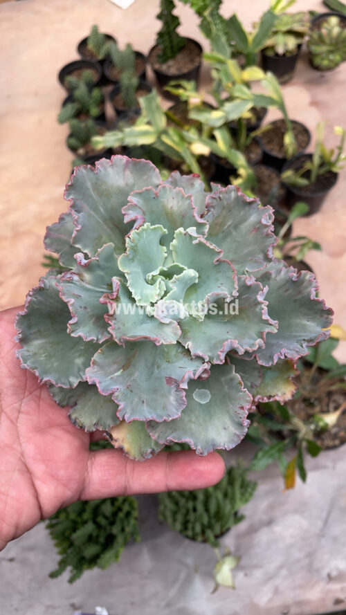 Echeveria Chantilly, real gallery image #8 plants. Picture taken directly from kaktus.id community Echeveria farmer green houses.