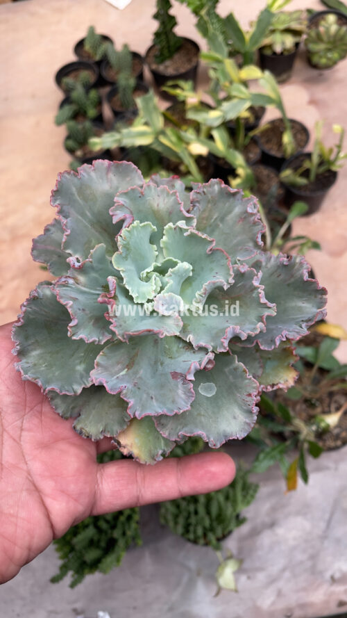 Echeveria Chantilly, real gallery image #7 plants. Picture taken directly from kaktus.id community Echeveria farmer green houses.