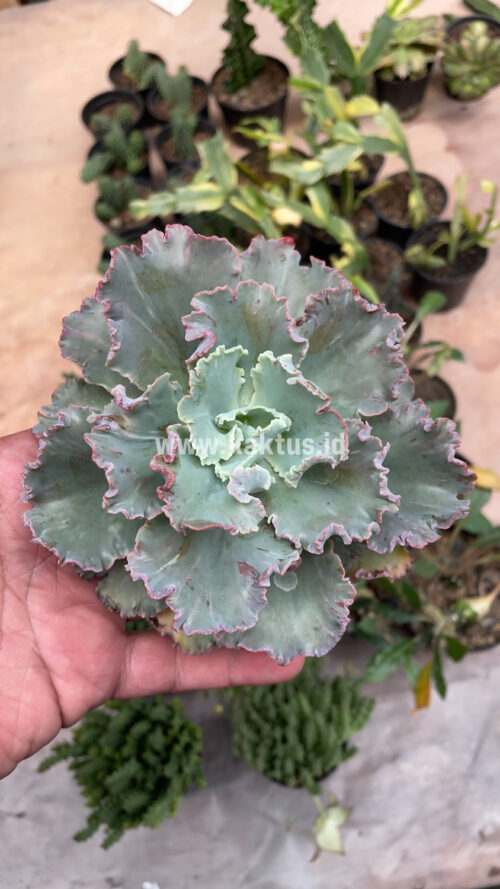 Echeveria Chantilly, real gallery image #5 plants. Picture taken directly from kaktus.id community Echeveria farmer green houses.