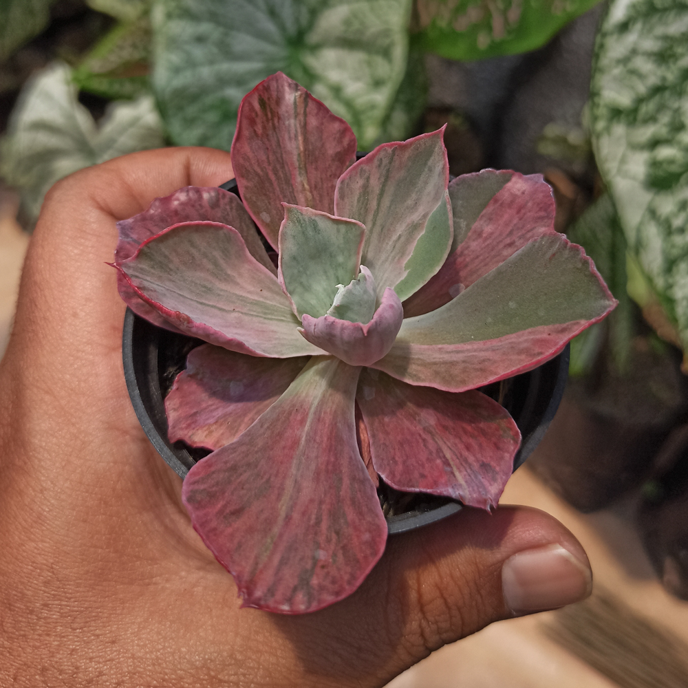 kaktus.id