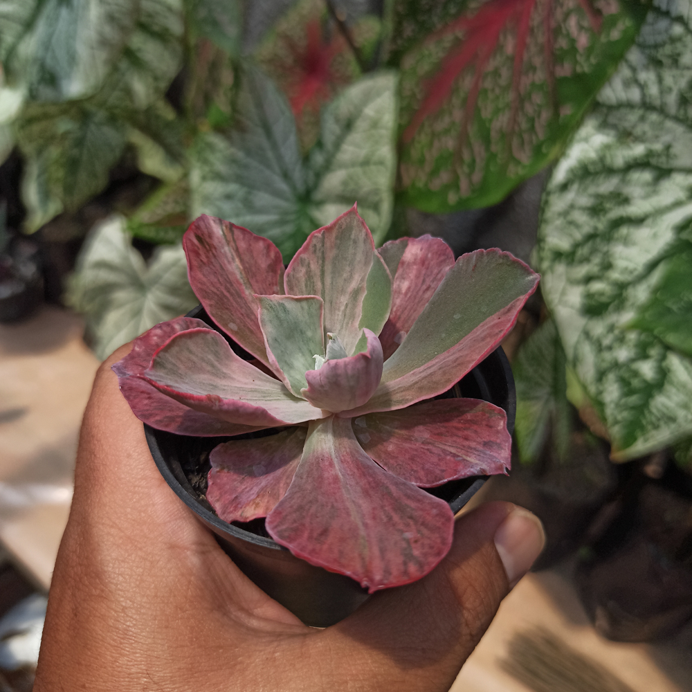 kaktus.id