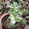Cotyledon Tomentosa ‘Bear’s Paw’ White Variegated, real gallery image #2 plants. Picture taken directly from kaktus.id community Cotyledon farmer green houses.