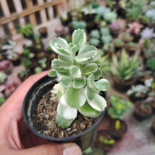 Cotyledon Tomentosa ‘Bear’s Paw’ White Variegated, real gallery image #3 plants. Picture taken directly from kaktus.id community Cotyledon farmer green houses.