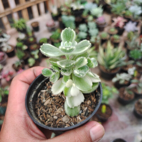 Cotyledon Tomentosa ‘Bear’s Paw’ White Variegated, real gallery image #4 plants. Picture taken directly from kaktus.id community Cotyledon farmer green houses.