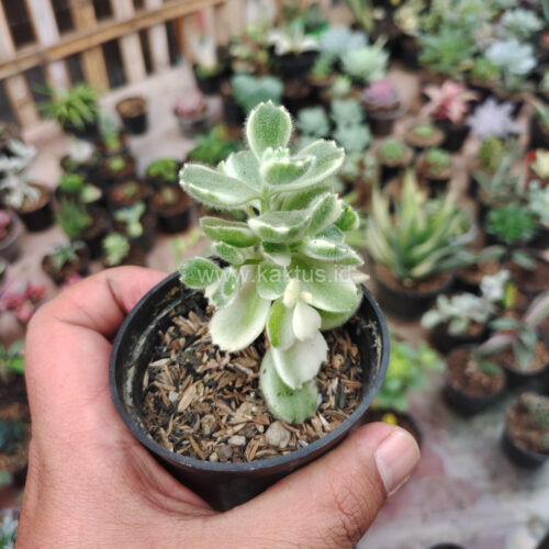 Cotyledon Tomentosa ‘Bear’s Paw’ White Variegated, real gallery image #5 plants. Picture taken directly from kaktus.id community Cotyledon farmer green houses.