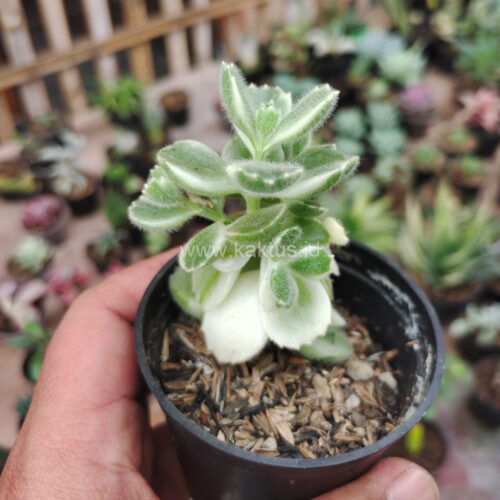 Cotyledon Tomentosa ‘Bear’s Paw’ White Variegated, real gallery image #6 plants. Picture taken directly from kaktus.id community Cotyledon farmer green houses.