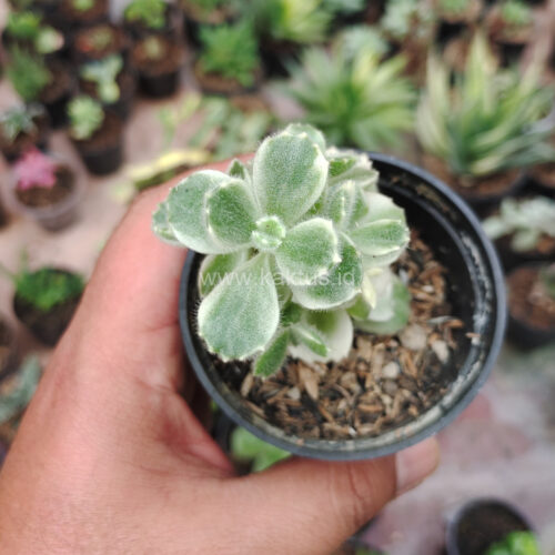 Cotyledon Tomentosa ‘Bear’s Paw’ White Variegated, real gallery image #7 plants. Picture taken directly from kaktus.id community Cotyledon farmer green houses.