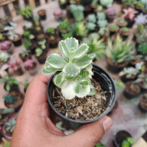 Cotyledon Tomentosa ‘Bear’s Paw’ White Variegated, real gallery image #8 plants. Picture taken directly from kaktus.id community Cotyledon farmer green houses.